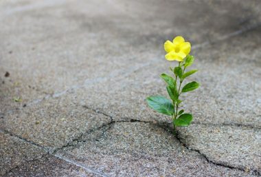 Fleur qui pousse dans le bêton