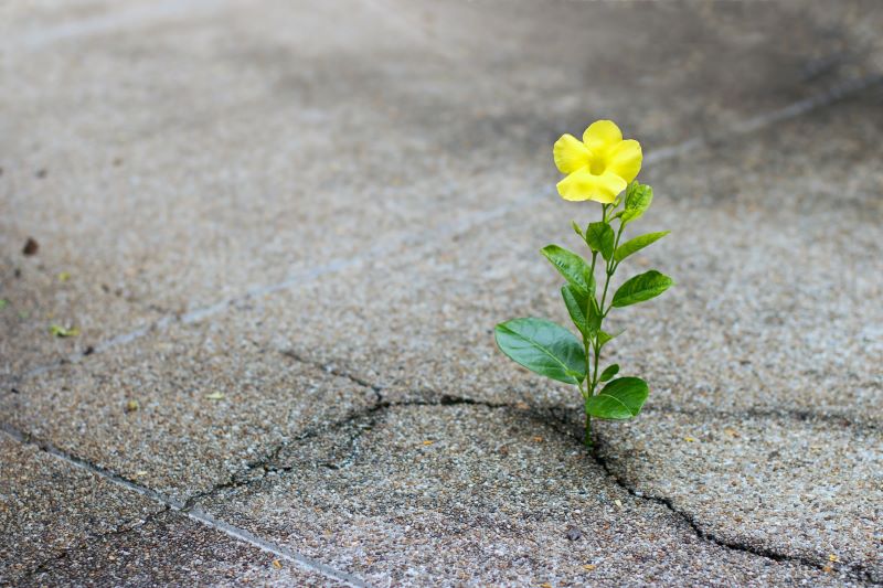 Fleur qui pousse dans le bêton