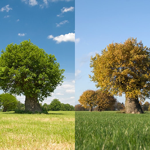 Arbre de vie