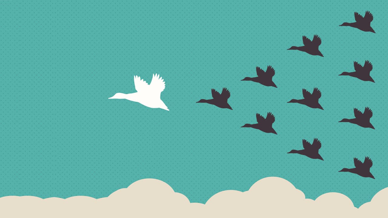Oiseaux migrateurs se faisant conduire par un oiseau leader